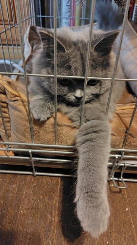 ケージ越しにお手々を出すナヴィちゃん