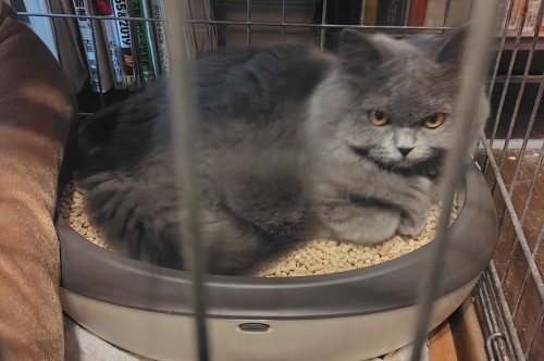 ナヴィたーん……。