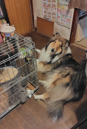 ナヴィたんとエマ