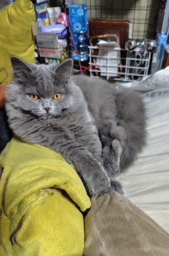 本日のナヴィ様