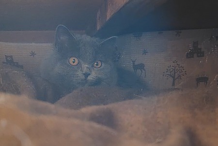 暗がりに潜んでいたナヴィたん