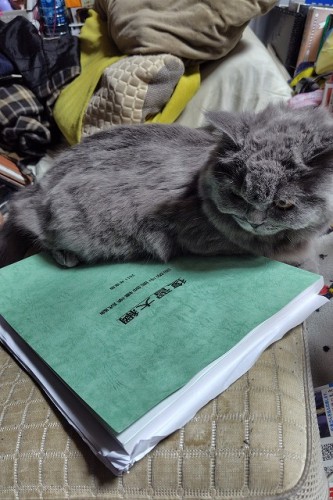 問題集に興味深々のナヴィたん