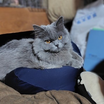 ナヴィ・フォートたん