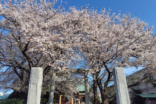 2026年の桜